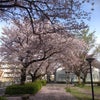写真◇バラと桜とイチゴの画像