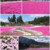 羊山公園の芝桜の画像