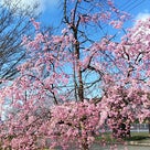 みどりの里の新桜開花状況+春のイベント『またぎカフェ』のご案内！の記事より