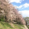 京都と半木の道と桜と花見とasipaiとスパイシーカレーと京都美術工芸大学とボクっ娘と南国とねこの画像