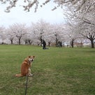 八戸の桜　あっという間に咲きましたの記事より