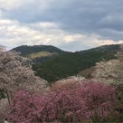 絶景！吉野の桜①〜中千本から下千本の記事より