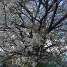 桜の木の記事より