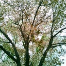 大きな桜の木の下で～♪の記事より