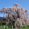 福島滝桜の画像