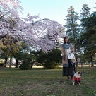 春と桜とだらりんこの記事より