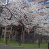 石割り桜の画像