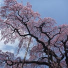 三春滝桜を観てきた。の記事より