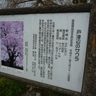 三春滝桜を観てきた。の記事より