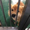 【追記あり】4/25付　茨城県動物指導センター収容犬情報の画像
