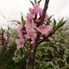 庭桃の画像