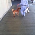 長崎市動物管理センター収容犬にも……の記事より