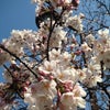桜の花が咲く頃に。そんな歌あったか。の画像