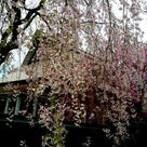 春風薫る　さくら浪慢の旅⑦角館の垂れ桜の武家屋敷～広島の記事より