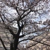 いつの間にか桜も散っての画像