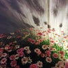 ぶらぶら歩きの画像