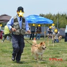 特別編：東葛飾支所の犬達も参加しました！第三回犬と一緒にチャリティ運動会の記事より