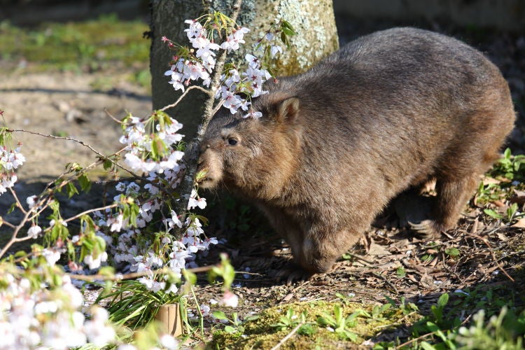 スミレと桜 その２ ウォンバット 茶臼山動物園 うぉんば Wombat Snowleopard