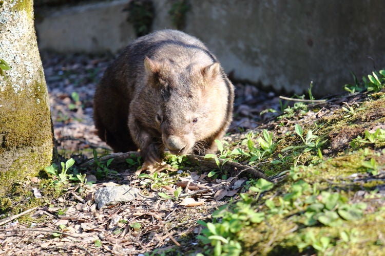 スミレと桜 その２ ウォンバット 茶臼山動物園 うぉんば Wombat Snowleopard