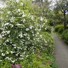 緑道に咲く白いモッコウバラ～♪の記事より