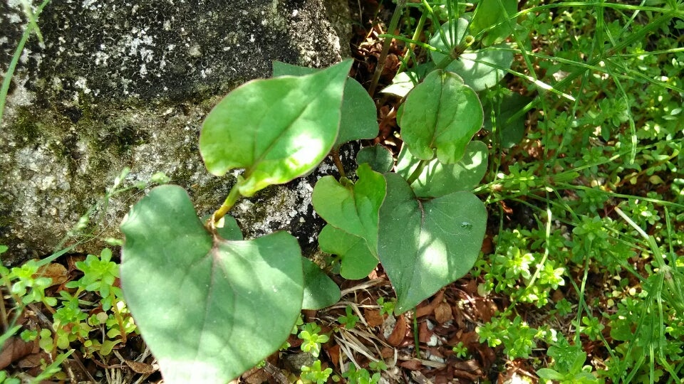 中耳炎にユキノシタ 蓄膿症にはドクダミ くさいろ 草で彩るのんびりした暮らし