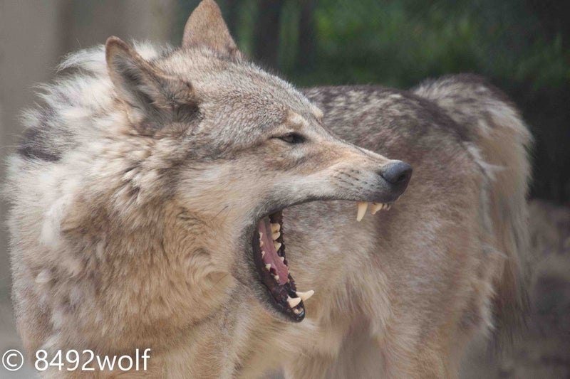 17年05月07日 東山動物園のオオカミ 狼少年の備忘録