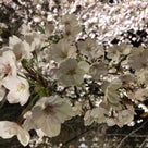 東寺２０１７春の特別公開夜桜ライトアップ＆アボカド焼きそば　京ちゃばなin 京都の記事より