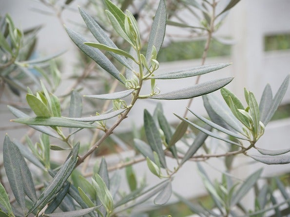 地植えのオリーブもすくすく成長中 Olive Succulentgarden