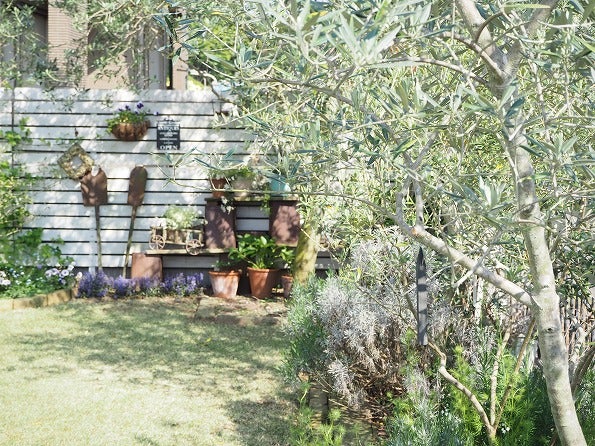 地植えのオリーブもすくすく成長中 Olivegardening With Succulent