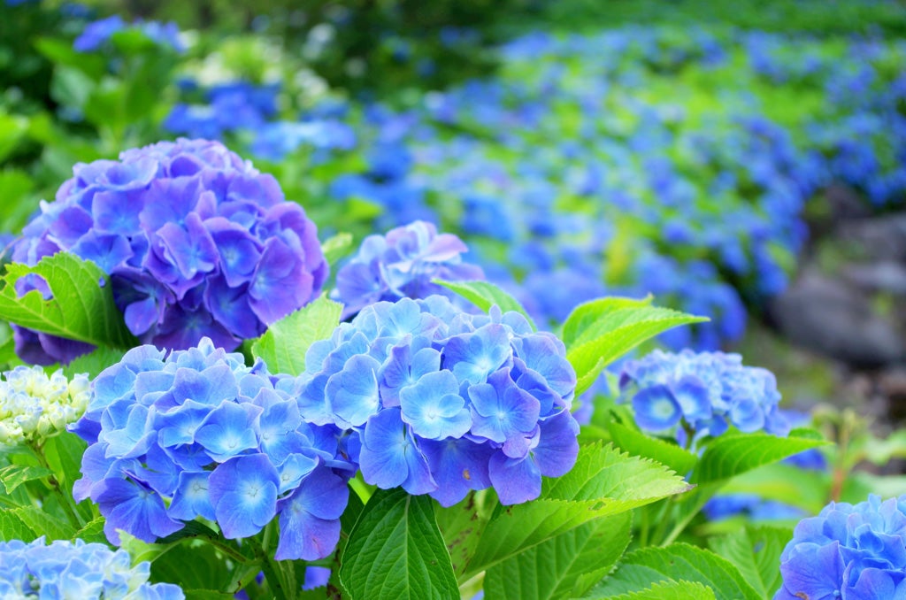 6月生まれの方におススメ 幸運のお守りの花とは 運気アップのお花の専門家 1 喜ばれるフラワーコーディネート 横浜で手作りお花教室