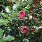 インテリア壁掛け仏壇と季節のお花：薄いピンクのバラ（ローズ/薔薇・・・その14）の記事より