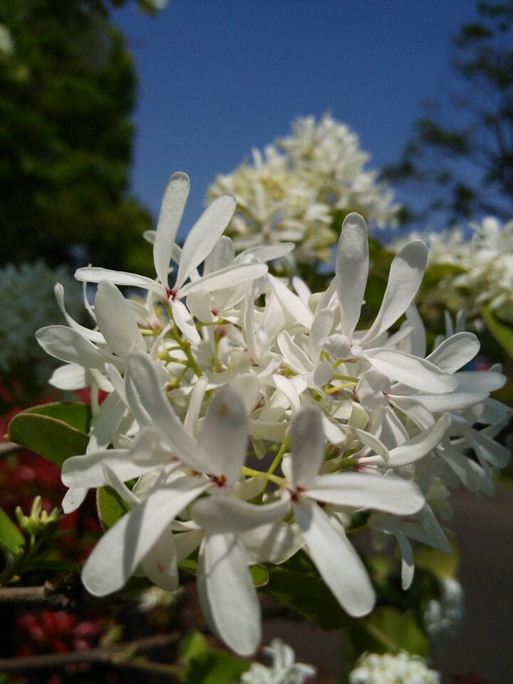 ナンジャモンジャ 季節の花と花言葉 Kensan 0427さんのブログ