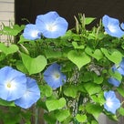【♪　Window　♪】～話に青い花が咲く～の記事より