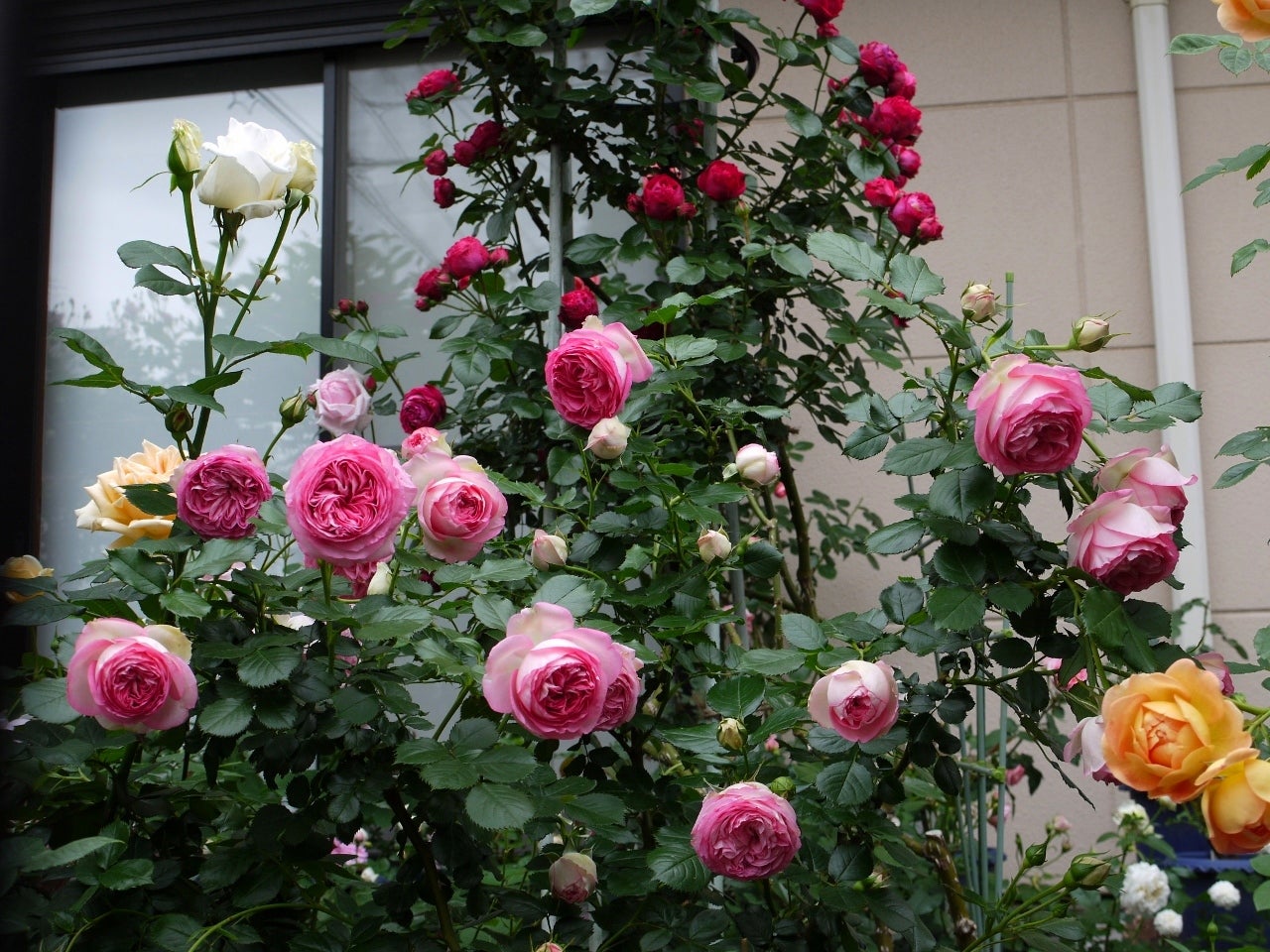 ロゼ ピエール ドゥ ロンサール バラの初開花4品種 99 102番目 私のバラに逢いたくて