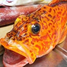 ◆ダーリンの釣ったアヤメカサゴでアクパッツァ～今回の釣果は7キロ超えのハタ♪の記事より
