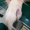 犬の指・肉球・足先の腫れ、しこり、ガンの画像