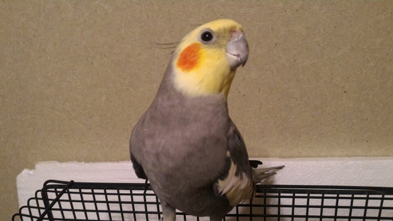 可愛い鳥たちの壁紙 神戸西区の耳つぼジュエリー 小顔 ほうれい線 肩こり 腰痛改善サロン