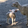南ヶ丘牧場の羊と濃厚ミルクアイスの画像