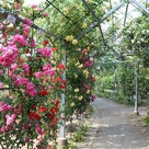 日本一長いバラのトンネル・平成の森公園の記事より