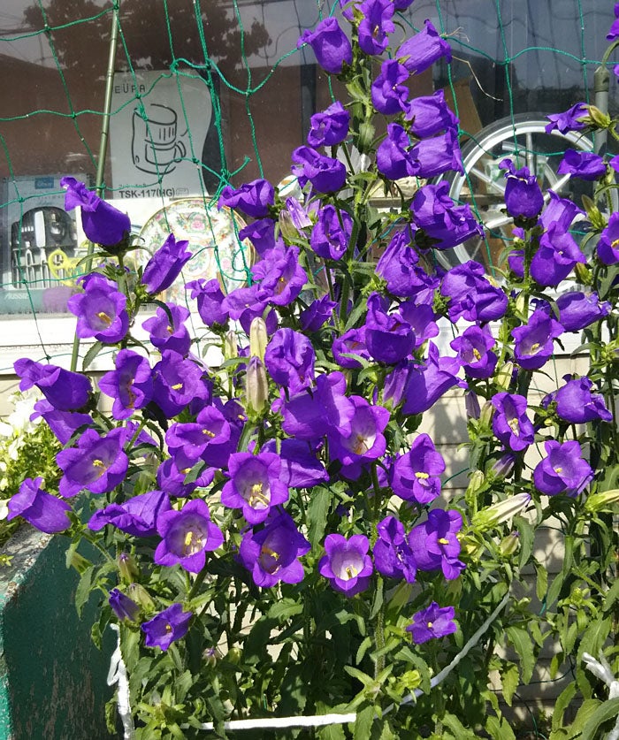 最近の、さいたま市桜区の夏の花とその他。❀(´^ω^｀)　※ユルいけど昆虫写真あり、閲覧ご注意！の記事より