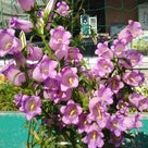 最近の、さいたま市桜区の夏の花とその他。❀(´^ω^｀)　※ユルいけど昆虫写真あり、閲覧ご注意！の記事より