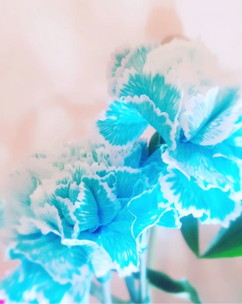 水色のカーネーションの花言葉 優梨香 ユリカのnewブログ