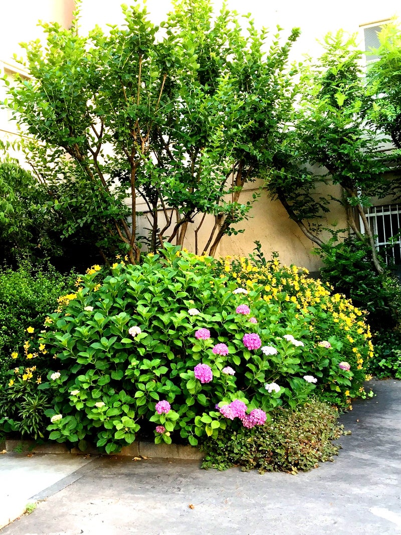我が家の玄関先の植え込みを横から撮ったらこんなにまーるい 花が好き 人が好き Michie Manaseオフィシャルブログpowered By Ameba