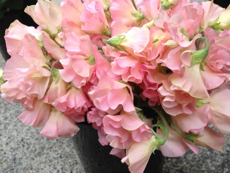 6月9日 誕生花 スイートピーの花言葉 オリジナルなプレゼントがつくれる山本彩代のフラワーアレンジメント教室