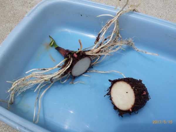畑とプランターの里芋 植え付けから３ヶ月 ニャハハの家庭菜園 ポタジェと水耕栽培