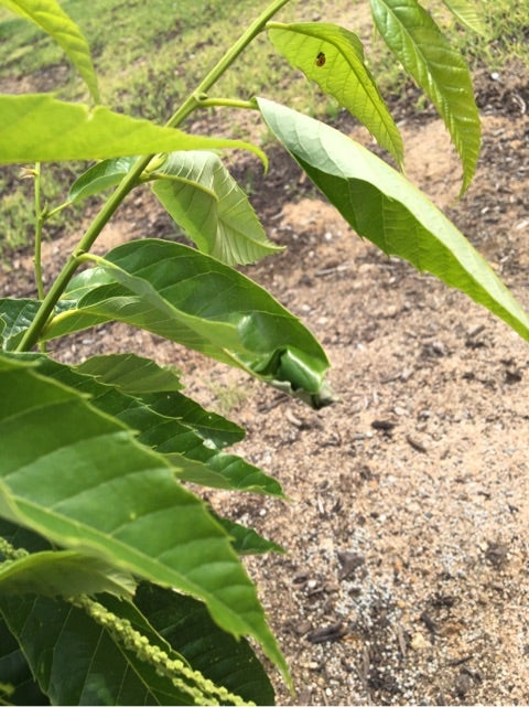 クリの葉っぱがクルクル巻き さて正体は オトシブミ 小栗浩のこうちゃん農園丹波栗栽培ブログ