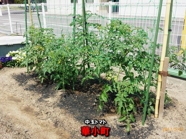 放任栽培の中玉トマトもやられた ニャハハの家庭菜園 ポタジェと水耕栽培