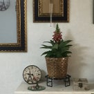 インテリア壁掛け仏壇と季節のお花（ジキタリス）の記事より