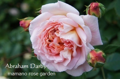 ５月に買ったバラ 開花株の植え替え 鉢増し ママの薔薇のブログ