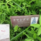 2017年5月下旬の箱根　2　箱根湿生花園(ﾊｺﾈ　ｼｯｾｲ　ｶｴﾝ)の記事より